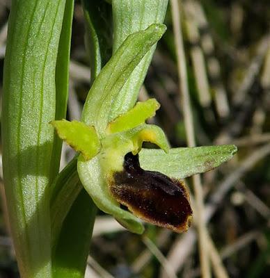 Ophrys araneola, résupination
