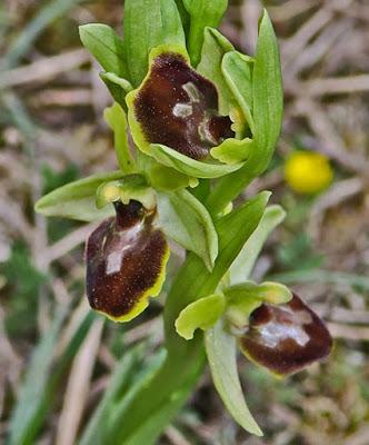 Ophrys araneola, résupination