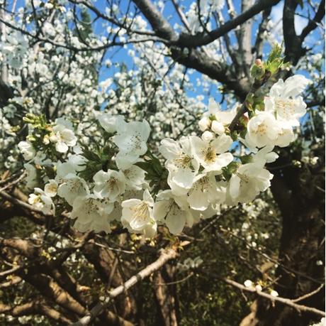 Fleurs de cerisier Instagram