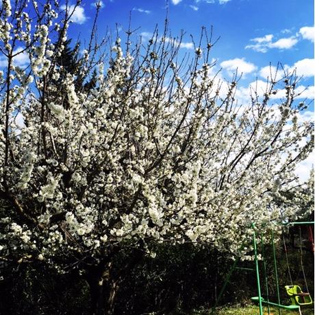 Fleurs de cerisier Instagram
