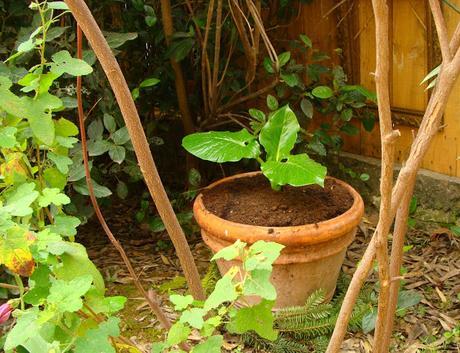 Jardi Match : le mois des pots, le choc des photos !