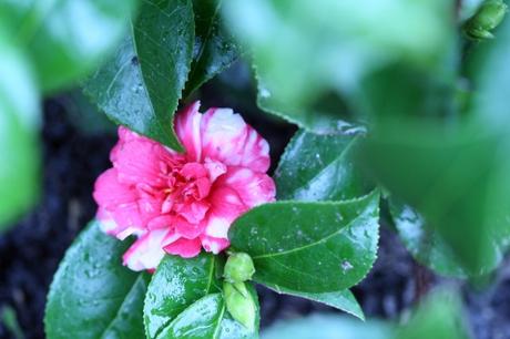 6 kasuga fl  20 mars 036.jpg