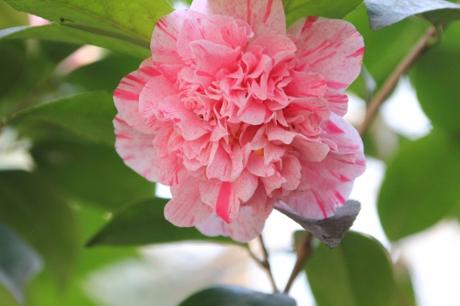 10 contessa 031 (3).jpg