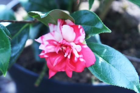 7 kasuga veneux 18 mars 014.jpg