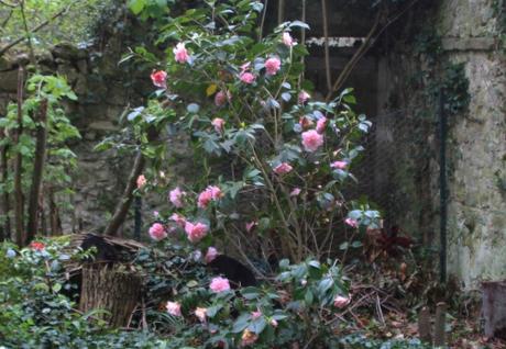 9 contessa veneux 25 avril 2016 001.jpg