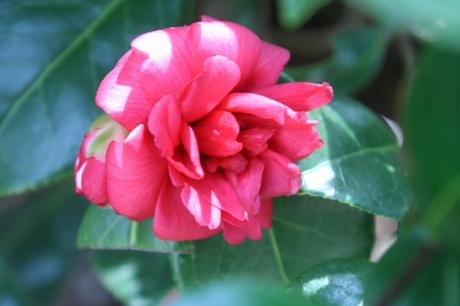 8 kasuga veneux 18 mars 015.jpg