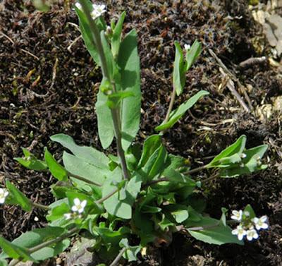 Microthlaspi perfoliatum (Kandis perfoliata)