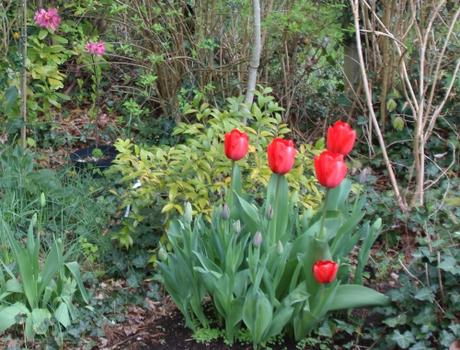 2 tulipes rec veneux 15 avril 2016 003.jpg