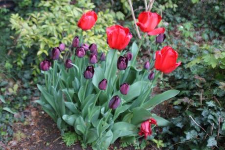 4 tulipes veneux 23 avril 2016 005.jpg