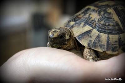 Quand un rêve d'enfant devient réalité...