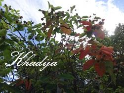 TAGINE DE BOULETTES DE VIANDE (KEFTA), TOMATES ET ŒUFS / KOFTA (MEATBALLS) TOMATO AND EGGS TAGINE / TAJINE DE KOFTAS (ALBONDIGAS) CON TOMATE Y HUEVO / طاجين الكفتة بالبيض و الطماطم