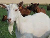 Images que j'ai utilisé pour mon décor de buffet