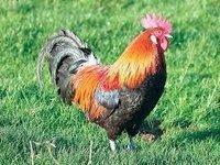 Images que j'ai utilisé pour mon décor de buffet