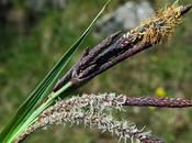 Laîche glauque (Carex flacca)