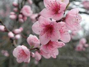 fleur-de-cerisier