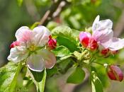 ✿Promenade dans vergers✿