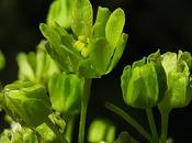 Érable plane (Acer platanoides)