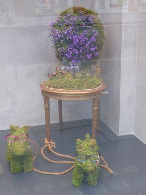 Les petits chiens dans la vitrine