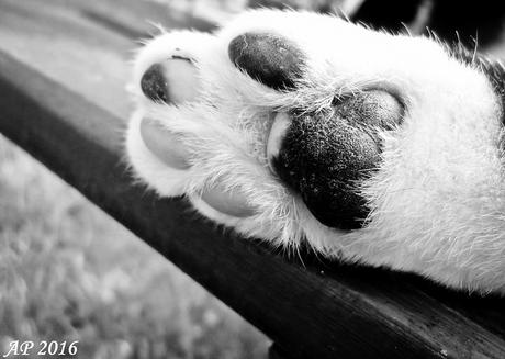 Patte Féline / Feline Paw