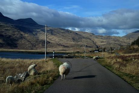 écosse highlands île mull route moutons