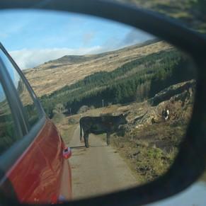 écosse highlands île mull route vache