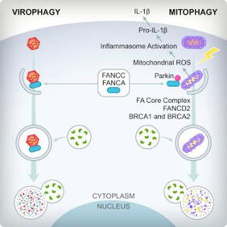 #Cell #anémiedefranconi #inflammasome #autophagie #mitophagie #virophagie Fonction des protéines de l’anémie de Franconi dans la mitophagie et l’immunité