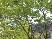 floraison Cydonia oblonga