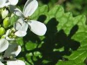 Alliaire (Alliaria petiolata)