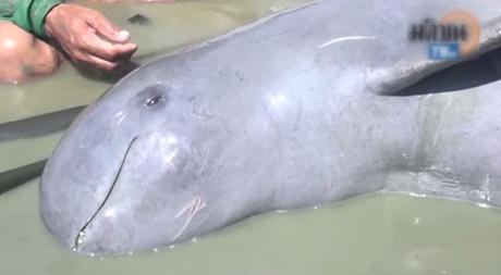 Samut Sakhon-  5 dauphin de l'Irrawaddy sauvés de la mort (vidéo)