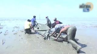 Samut Sakhon-  5 dauphin de l'Irrawaddy sauvés de la mort (vidéo)