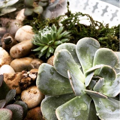 #DIY terratorium de succulentes