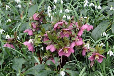 1 helleborus orientalis  veneux 10 mars 2013 008 (1).jpg