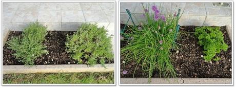 Printemps dans le jardin