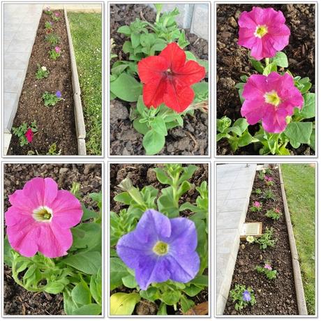 Printemps dans le jardin