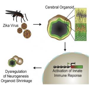 ZIKA et MICROCÉPHALIE: Le virus kidnappe le système immunitaire – Cell Stem Cell