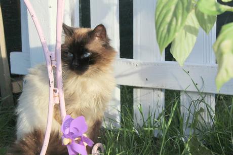 Moment Photos #116 et puis le jardin ! ♥