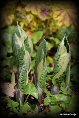 Petit tour au jardin...