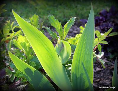 Petit tour au jardin...