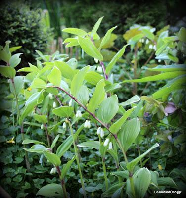 Petit tour au jardin...