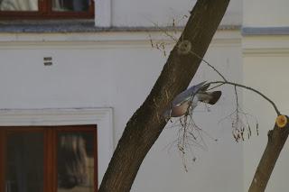 Le pigeon équilibriste ou la quête de la graine ultime