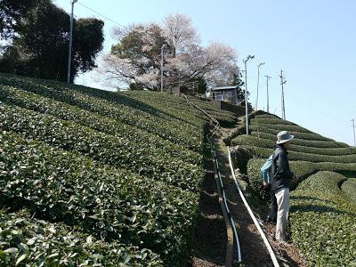 Sencha de Mariko, cultivar Kôshun