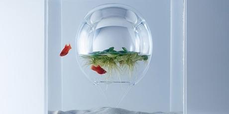 DESIGN : Les aquariums de Haruka Misawa