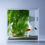 DESIGN : Les aquariums de Haruka Misawa