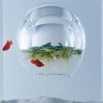 DESIGN : Les aquariums de Haruka Misawa