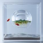 DESIGN : Les aquariums de Haruka Misawa