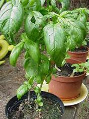 Les ‘Conseils Jardin de Françoise’ : les Herbes aromatiques images