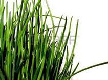 Les ‘Conseils Jardin de Françoise’ : les Herbes aromatiques images-1