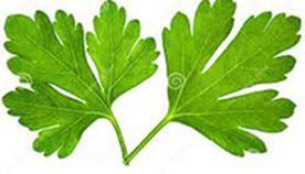 Les ‘Conseils Jardin de Françoise’ : les Herbes aromatiques images-2