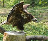 Nigéria : Une assemblée nationale « vautour »