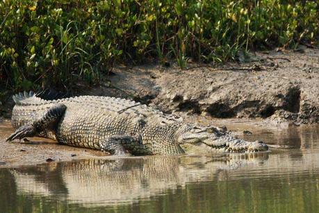 Crocodiles au parc national de Bhitarkanika